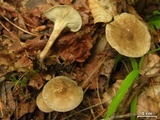 Clitocybe trulliformis image