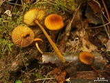 Xeromphalina tenuipes image