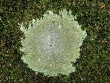 Porpidia albocaerulescens var. albocaerulescens image