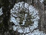 Physconia detersa image