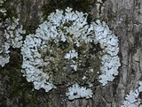 Physconia detersa image