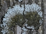 Physconia detersa image