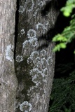 Physconia detersa image
