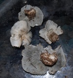 Hygrophorus caeruleus image