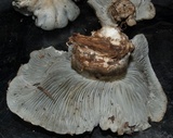 Hygrophorus caeruleus image