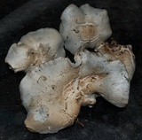 Hygrophorus caeruleus image