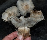 Hygrophorus caeruleus image