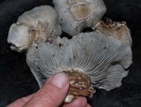 Hygrophorus caeruleus image