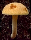 Gymnopilus ferruginosus image