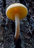 Gymnopilus ferruginosus image