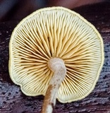 Gymnopilus ferruginosus image