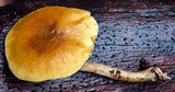 Gymnopilus ferruginosus image