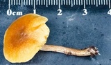 Gymnopilus ferruginosus image