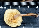 Gymnopilus ferruginosus image