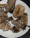 Clitocybe ditopa image