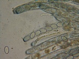 Peziza repanda image