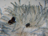 Peziza repanda image