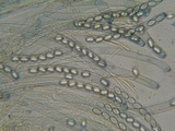Peziza repanda image