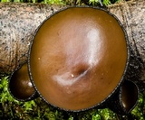 Plectania campylospora image
