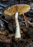 Cortinarius rotundisporus image