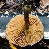 Cortinarius rotundisporus image