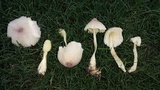 Leucocoprinus tricolor image