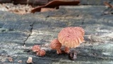 Heliocybe sulcata image