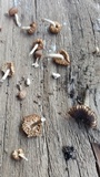 Heliocybe sulcata image