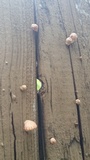 Heliocybe sulcata image