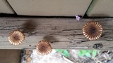 Heliocybe sulcata image