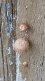 Heliocybe sulcata image