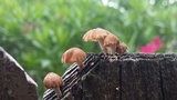 Heliocybe sulcata image