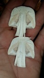 Agaricus silvicola image