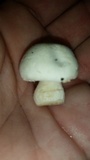 Agaricus silvicola image
