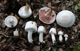 Agaricus silvicola image