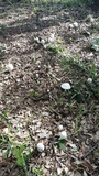 Agaricus silvicola image