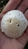 Agaricus silvicola image