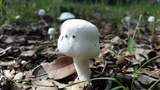 Agaricus silvicola image