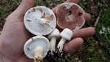 Agaricus silvicola image