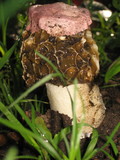 Phallus hadriani image
