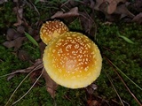 Amanita flavorubens image
