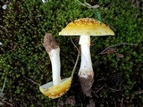 Amanita flavorubens image
