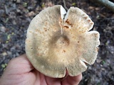 Russula crustosa image