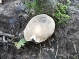 Russula crustosa image