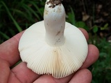 Russula crustosa image