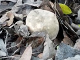 Russula crustosa image
