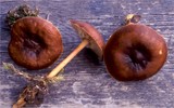 Gymnopus alpinus image