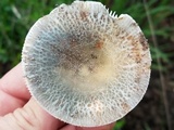 Russula crustosa image