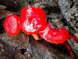Hygrocybe firma image