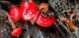 Hygrocybe firma image